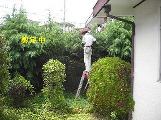 50本の植木剪定_f0031037_21111197.jpg