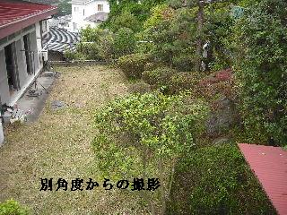50本の植木剪定_f0031037_2115454.jpg