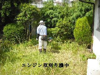 50本の植木剪定_f0031037_2192770.jpg