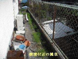 50本の植木剪定_f0031037_2193934.jpg