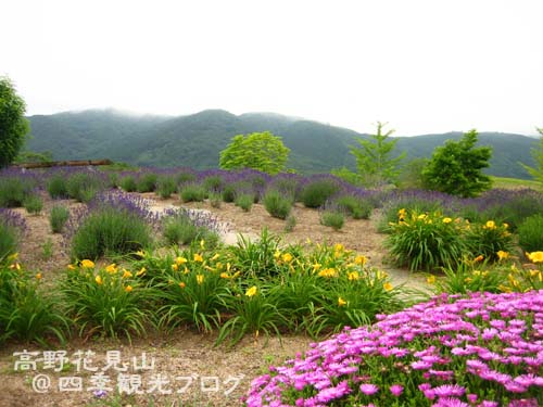 6月9日 高野花見山のラベンダーほか いわき市の四季観光ブログ