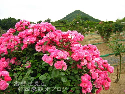 6月9日　高野花見山のラベンダーほか_f0105342_1555108.jpg