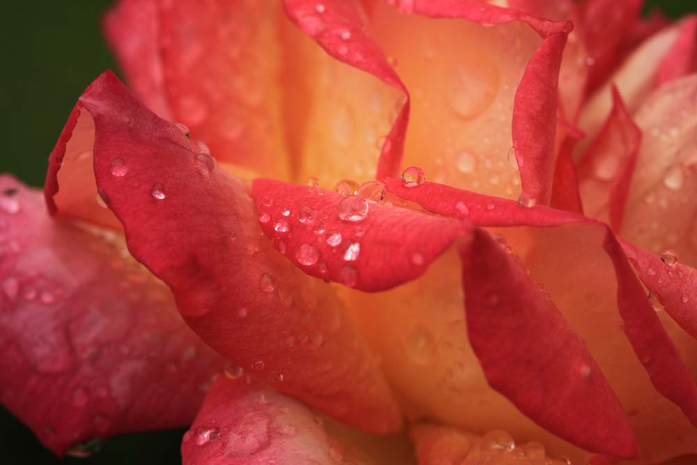 旧古河庭園　　雨上がりの薔薇_a0076043_2325651.jpg