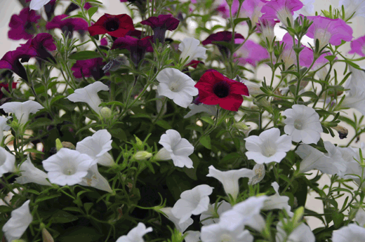 c0093046_643824.gif