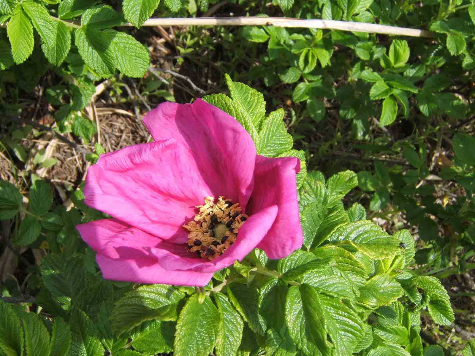 ハマナス 北のビーチコーマー