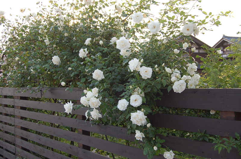 塀の外側から見たバラ 野の花 塀の外側から見たバラ 野の花
