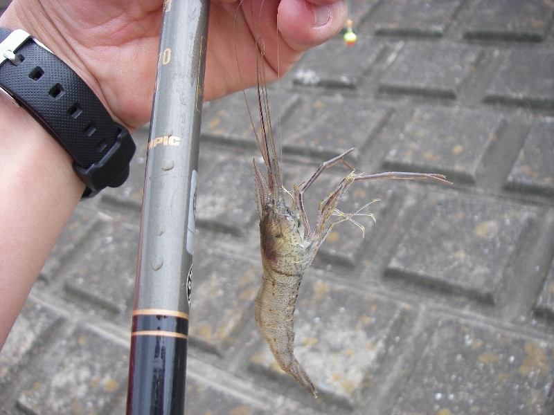 今年初めての テナガエビ釣り 埼玉の空より 今年初めての テナガエビ釣り 埼玉の空より