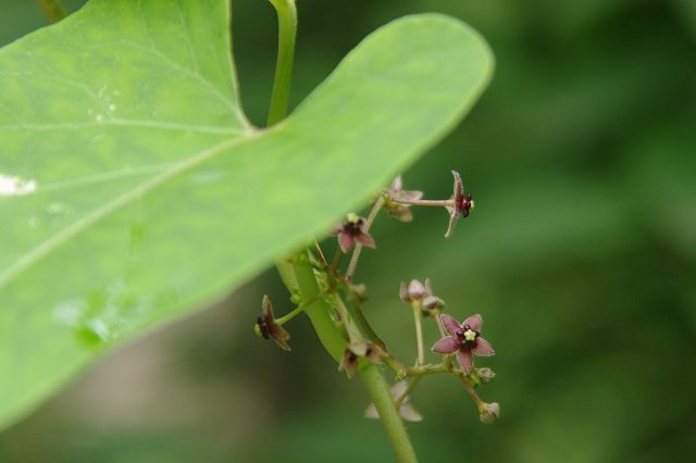 ■　夏の草花　　　09.6.9　　　（オオカモメヅル、ホタルブクロ、ノビル）_e0070891_18304414.jpg