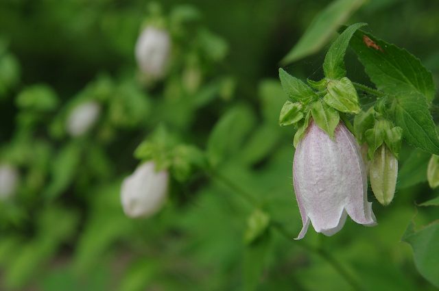 ■　夏の草花　　　09.6.9　　　（オオカモメヅル、ホタルブクロ、ノビル）_e0070891_1833177.jpg