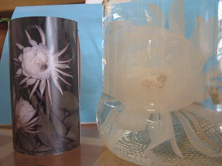 c0078592_0535100.gif