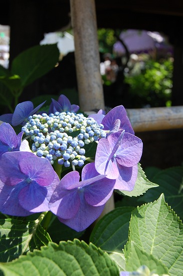 b0062495_2034652.jpg