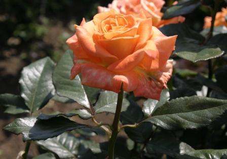 c0034595_103616.jpg
