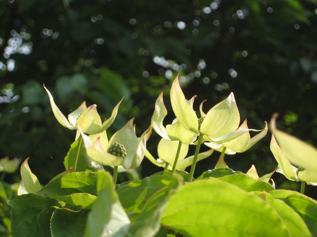 c0099395_8521464.jpg