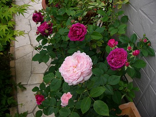 a0123003_13302368.jpg