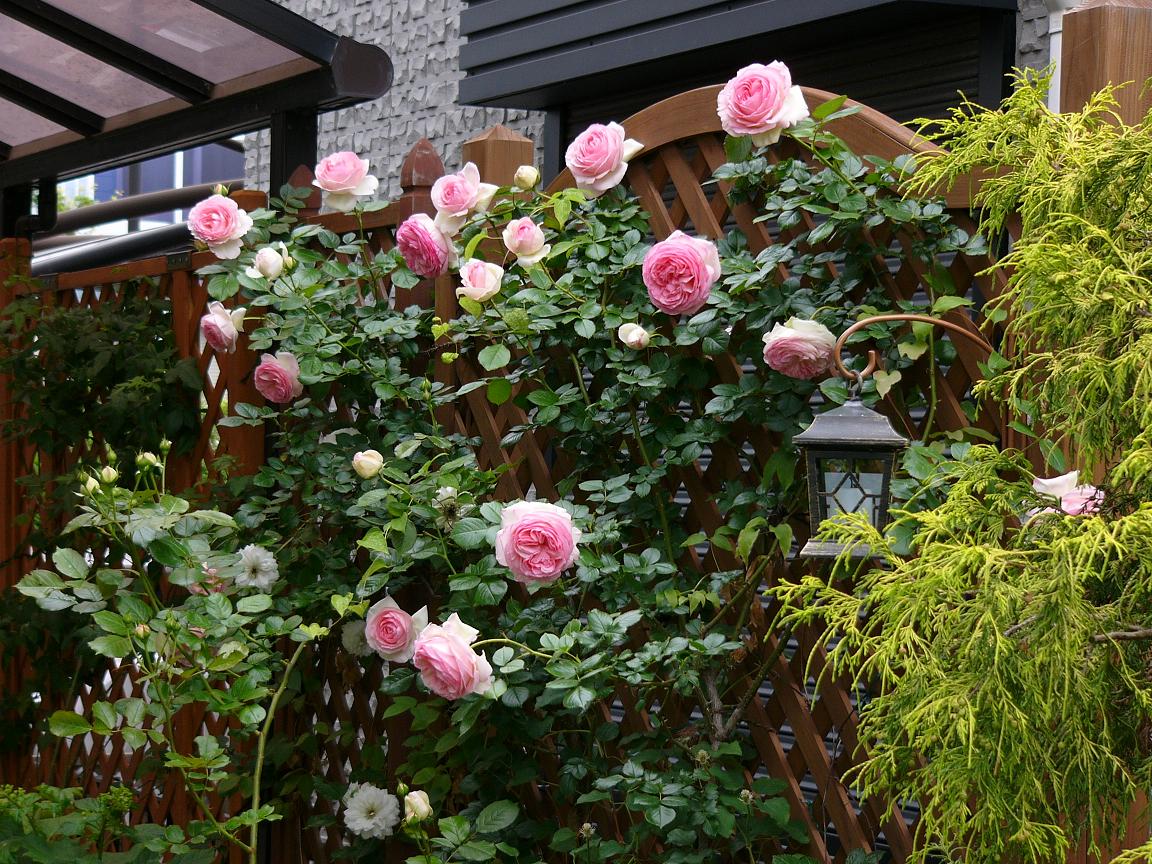 a0123003_15956100.jpg