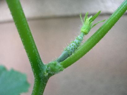 c0149408_9184077.jpg