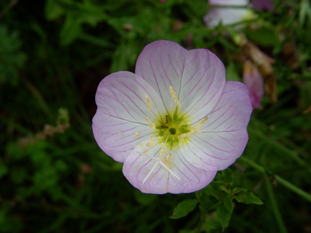 福岡市植物園の花とサボテン_d0116009_22351964.jpg