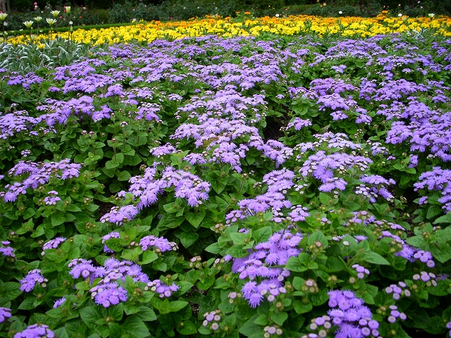 福岡市植物園の花とサボテン_d0116009_22363728.jpg