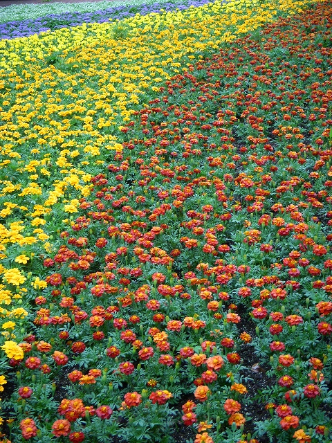 福岡市植物園の花とサボテン_d0116009_22382751.jpg