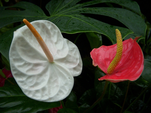 福岡市植物園の花とサボテン_d0116009_22393059.jpg