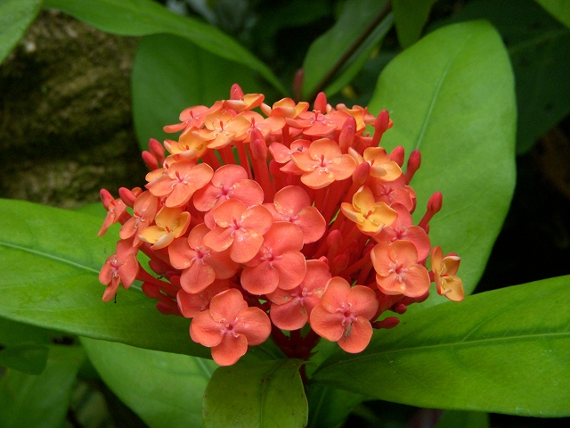 福岡市植物園の花とサボテン_d0116009_22425683.jpg