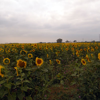 c0026612_5595252.jpg
