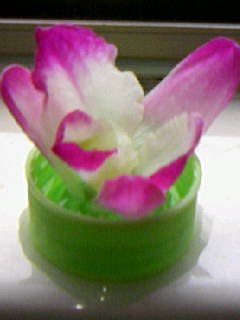植物が主役 NO.136_c0102513_1381033.jpg