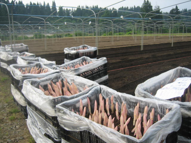 植込みは順調_f0067514_87899.jpg
