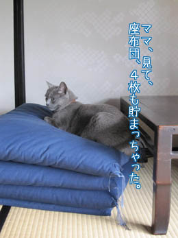 猫は座布団にこだわる_e0156015_1172869.jpg
