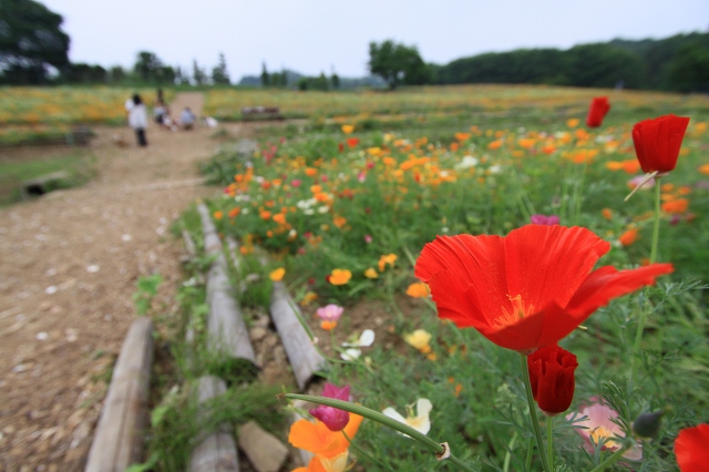 花菱草_a0064918_21382275.jpg