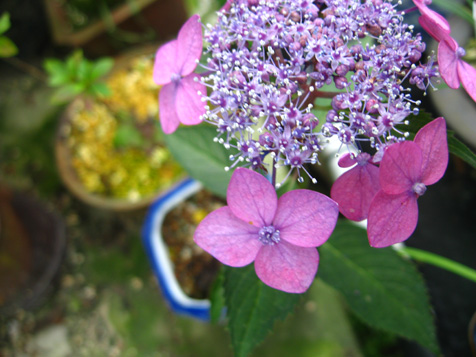 c0038424_8105180.jpg