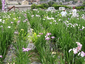 「花しょうぶ祭り」　in　向原_b0177130_804383.jpg