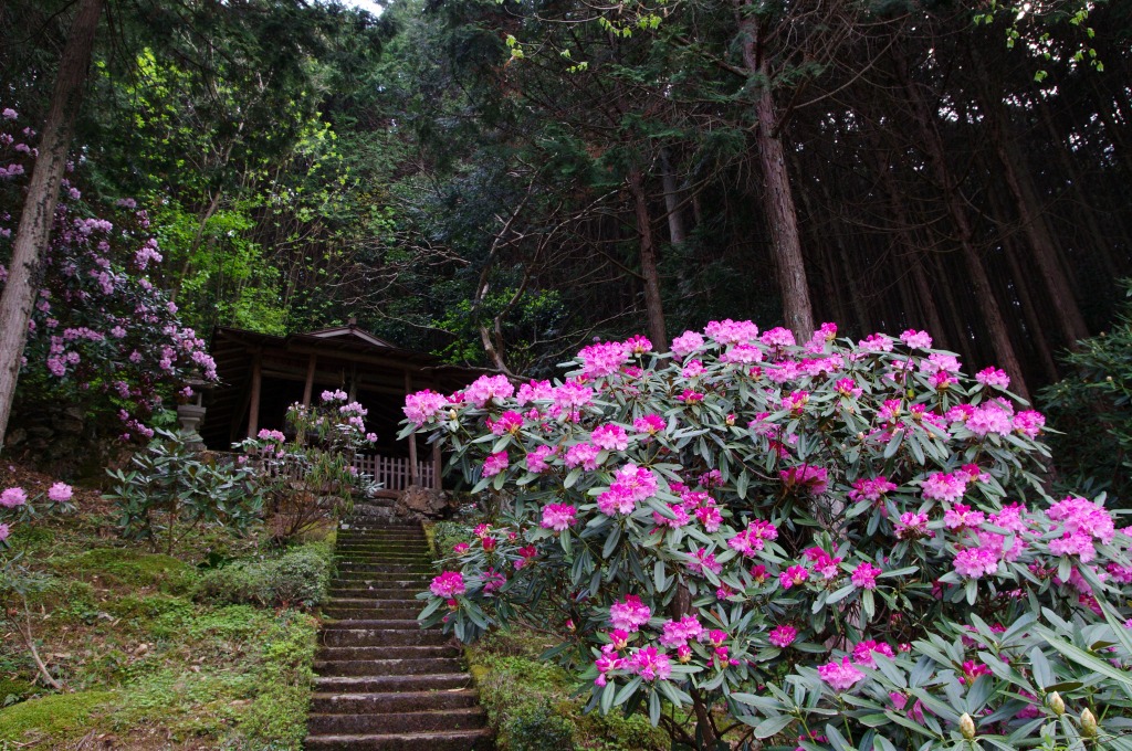 しゃくなげの花_c0106831_23492229.jpg