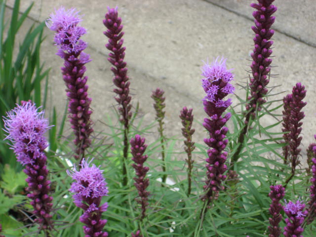 e0166032_20155068.jpg