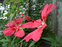蒔かぬ芽は出ぬ_e0097534_1604578.jpg