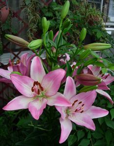 e0097534_1683830.jpg
