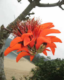 b0100637_15132122.gif