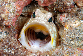 浅瀬にいる深場のジョー_b0186442_215589.jpg