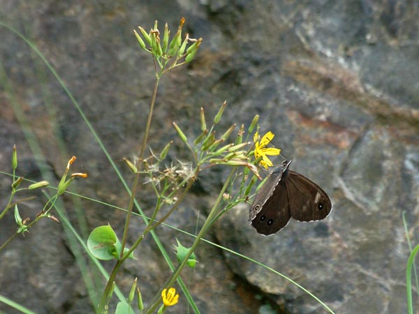c0045352_1714585.jpg