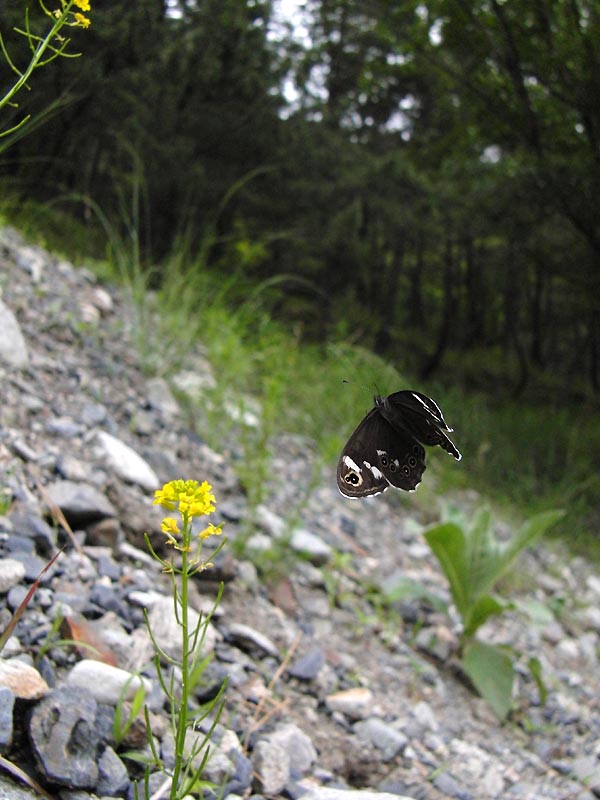 c0045352_17151449.jpg