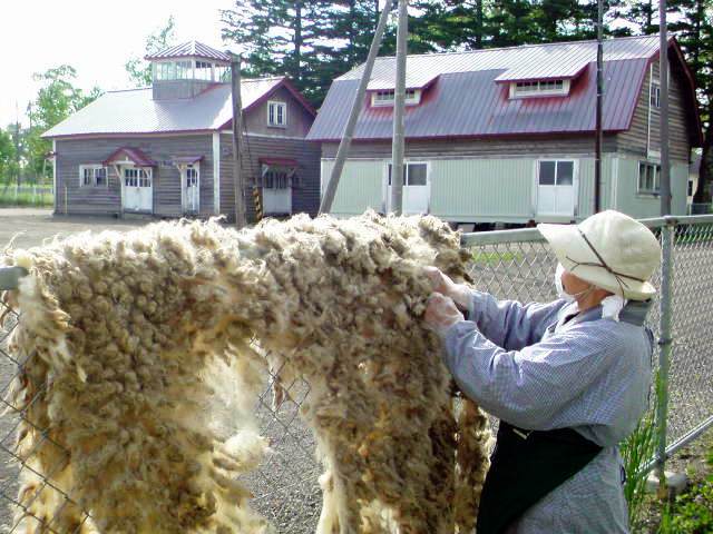 羊の原毛の糸紡ぎ　その１　ごみ取り_f0001254_1744275.jpg