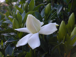 e0042261_1233834.jpg