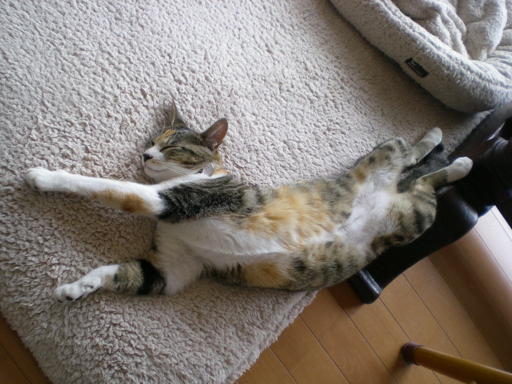 2009年6月10日(水)突然のお別れ!_f0060461_22442070.jpg
