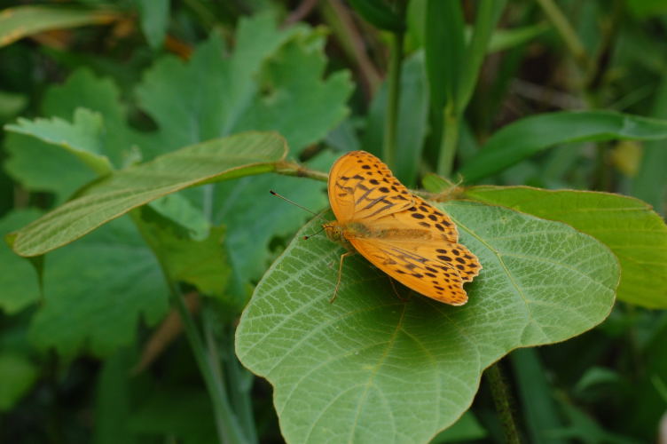 b0167762_14344983.jpg