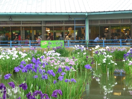 太宰府天満宮の花菖蒲_f0189867_1810772.jpg