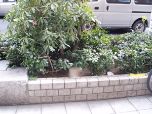 b0184969_610778.jpg