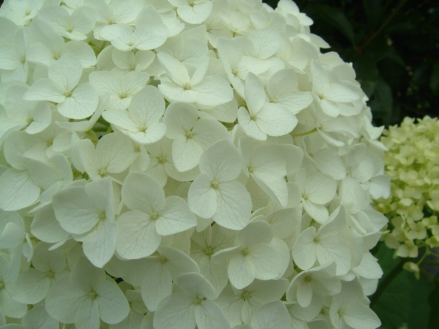 Ｗｈｉｔｅ Ｂｏｕｑｕｅｔ_e0101769_2121756.jpg