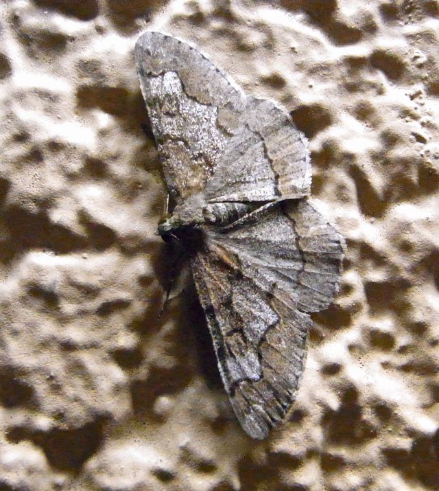 b0070071_2028597.jpg