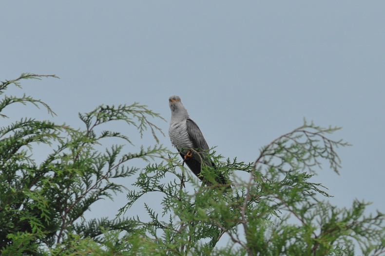 高原のカッコウ_f0053272_18142158.jpg