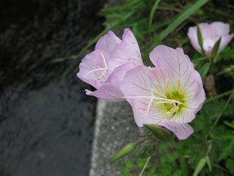 野の花_f0203772_9112370.jpg